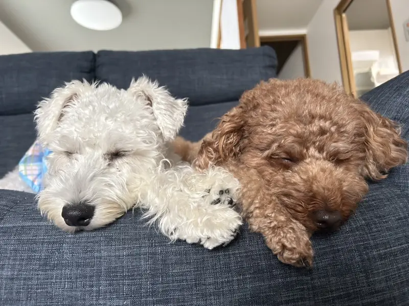 ソファで並んで眠るシュナウザーとトイプードル