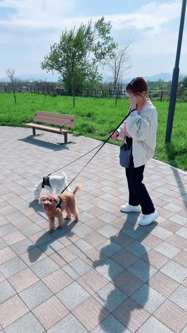 2匹の犬と公園を散歩するはちこ